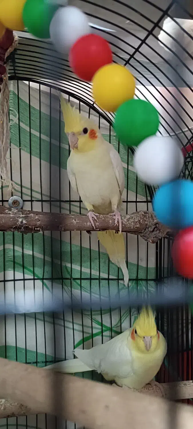 جفت عروس هلندی مولد با جوجه و دو جفت مرغ عشق مولد|پرنده|حمیدیه, |دیوار