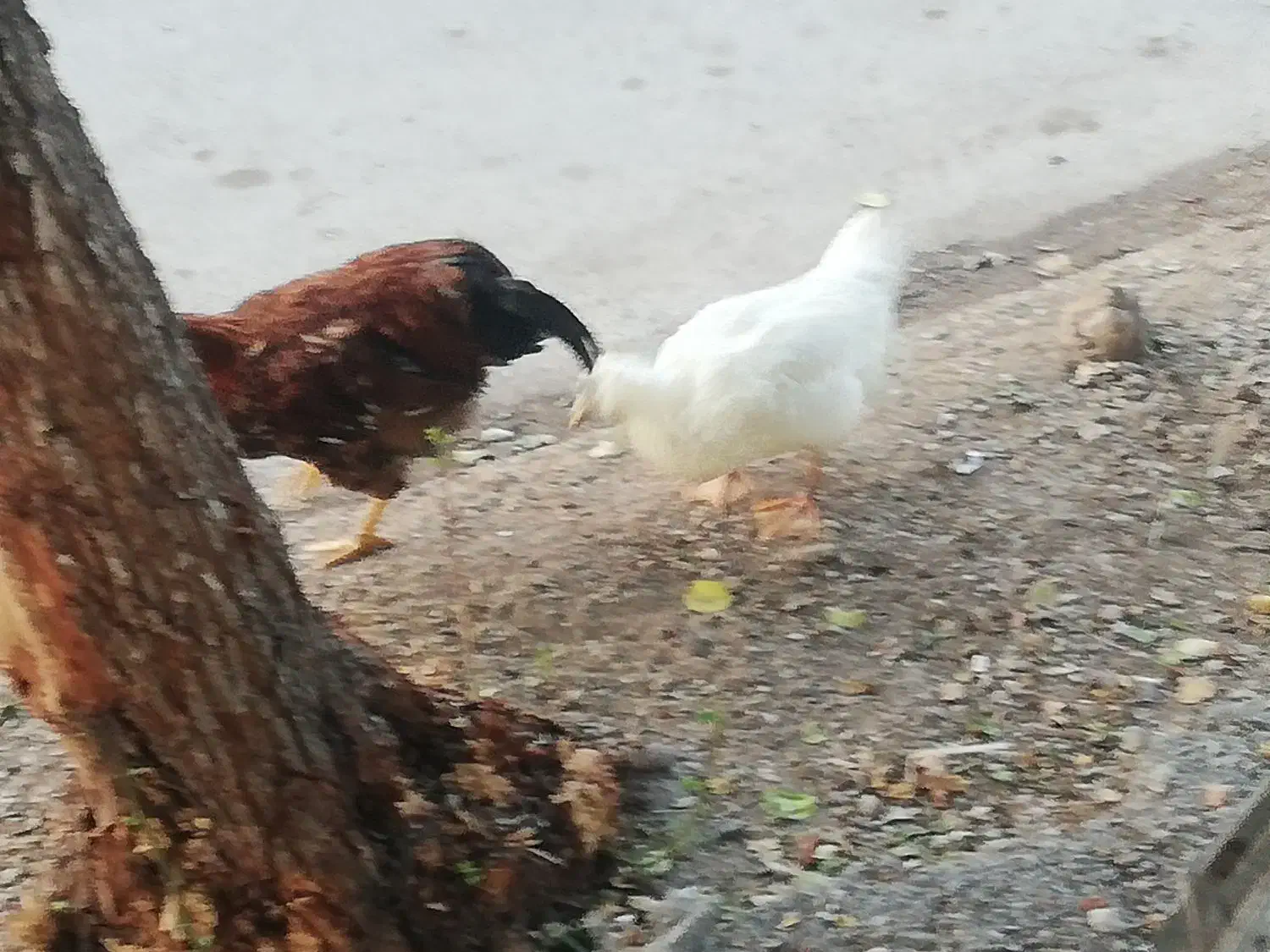 حیوانات مزرعه.|حیوانات مزرعه|خرمشهر, |دیوار