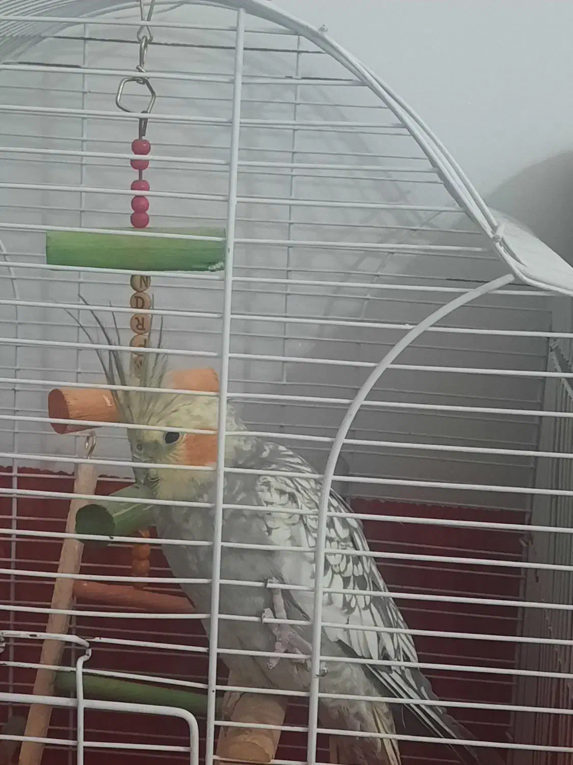 فروش عروس هلندی|پرنده|ری, ظهیرآباد|دیوار