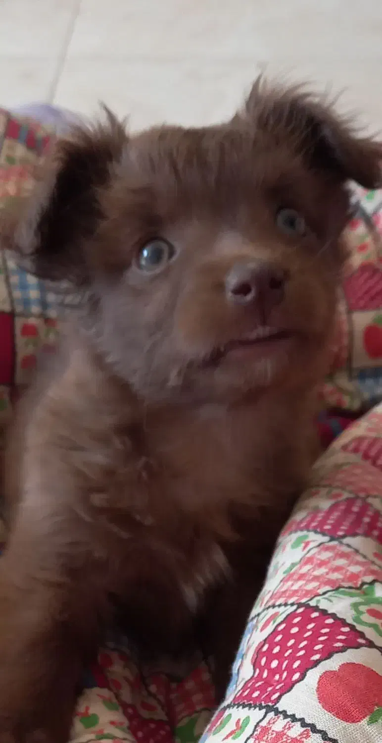 سگ آپارتمانی|سگ|نیشابور, کشتارگاه|دیوار