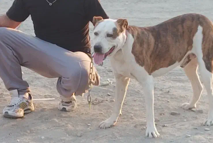 فروش|سگ|صباشهر, |دیوار