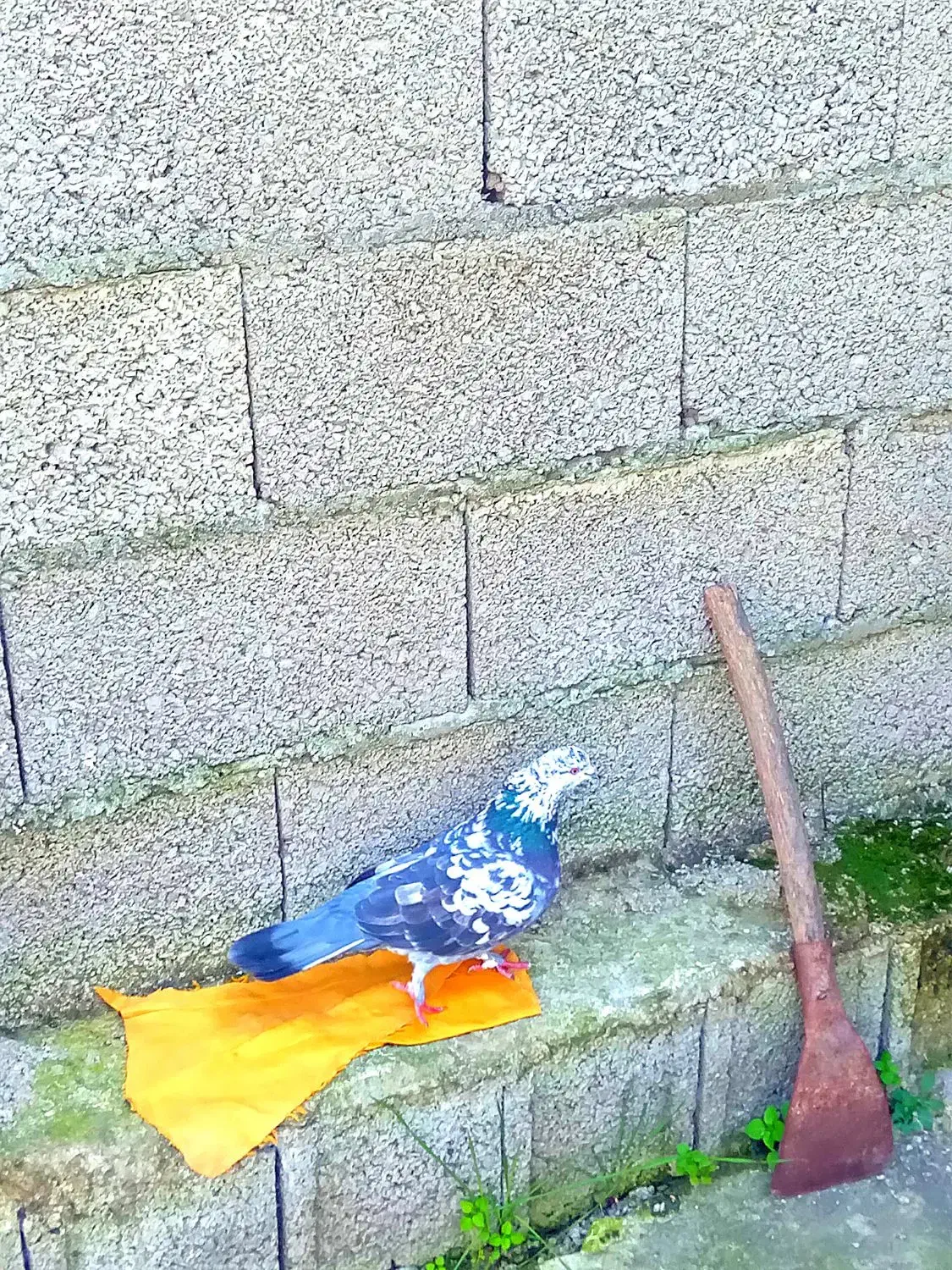 پرندگان|پرنده|فومن, |دیوار