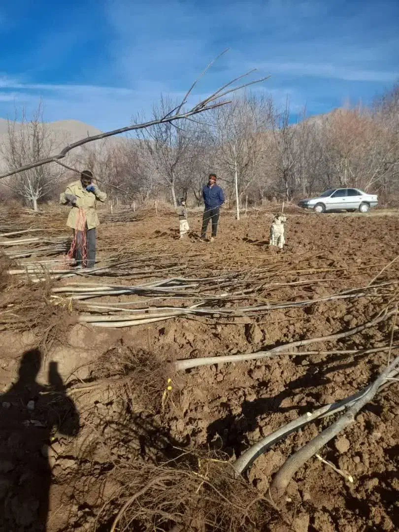 کاشت و توزیع نژاد های خـاص نـهـال|خدمات باغبانی و درختکاری|گرمی, |دیوار