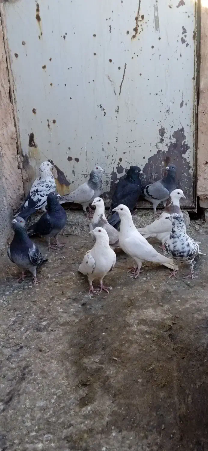 کبوتر|پرنده|سبزوار, کلاته سیفر|دیوار