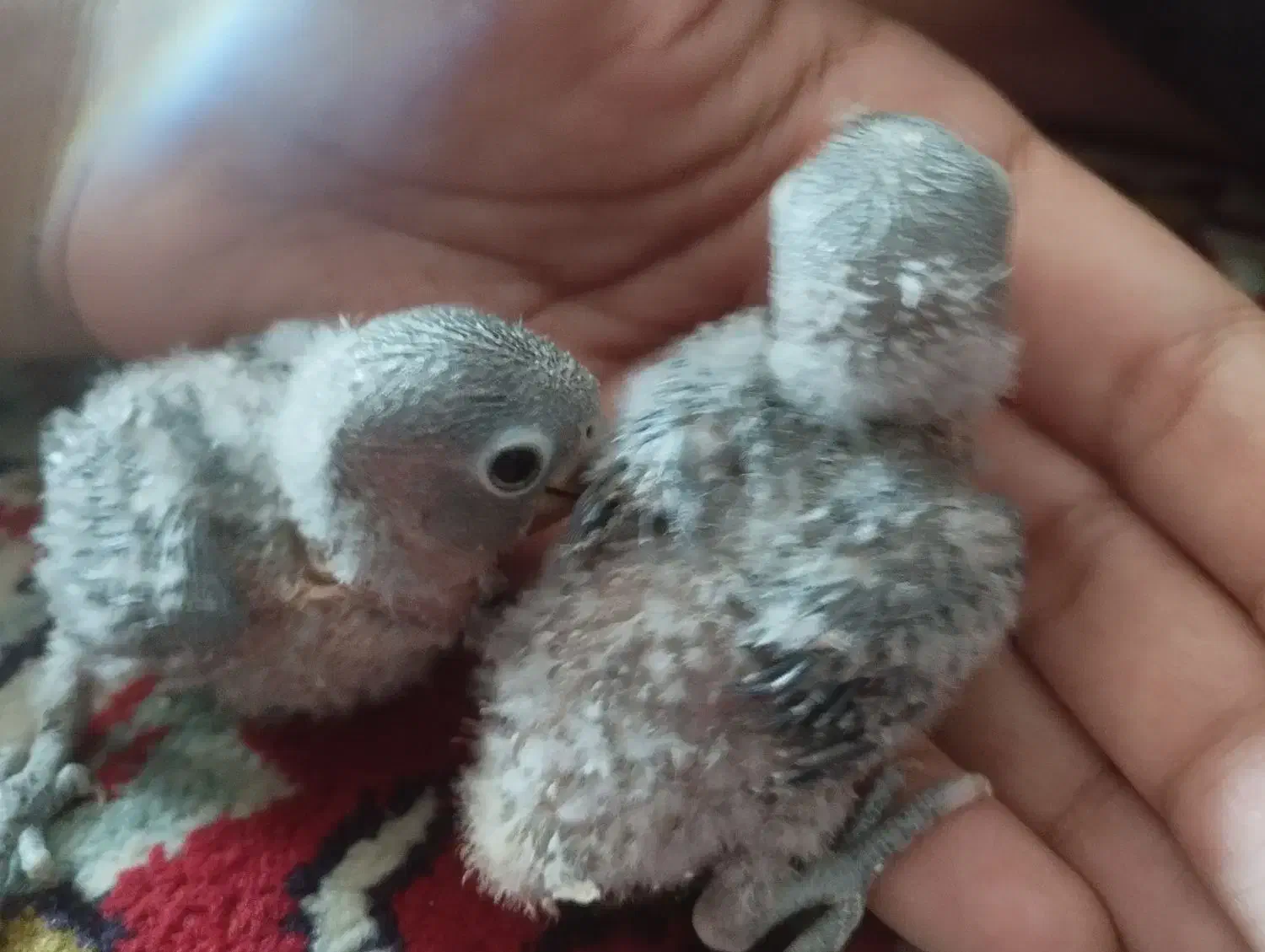 کوتوله برزیلی|پرنده|مبارکه, |دیوار