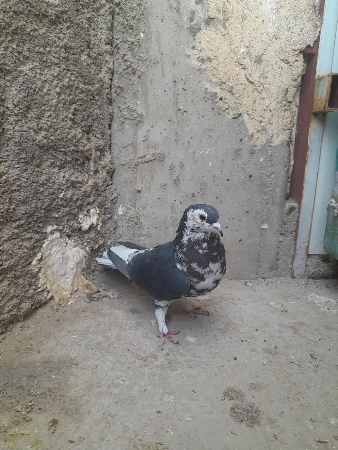 ساده سیاه|پرنده|زارچ, |دیوار