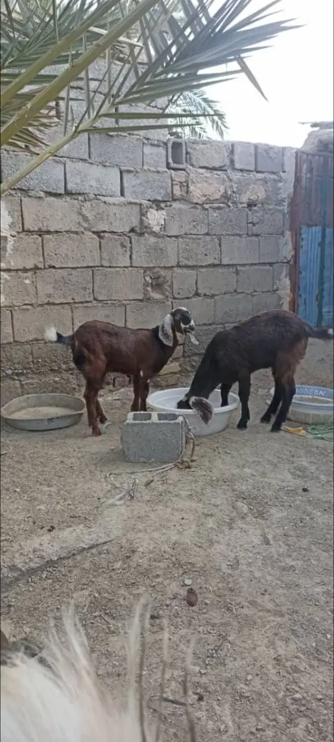 گوسفندفروشی |حیوانات مزرعه|سیب و سوران, |دیوار