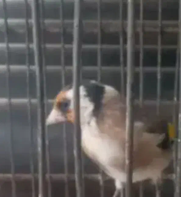 سهره ماده|پرنده|شهر ری, ظهیرآباد|دیوار