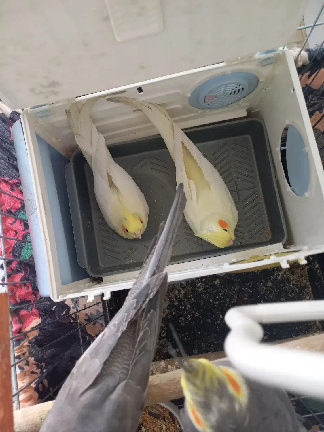 عروس هلندی|پرنده|قم, سید معصوم|دیوار