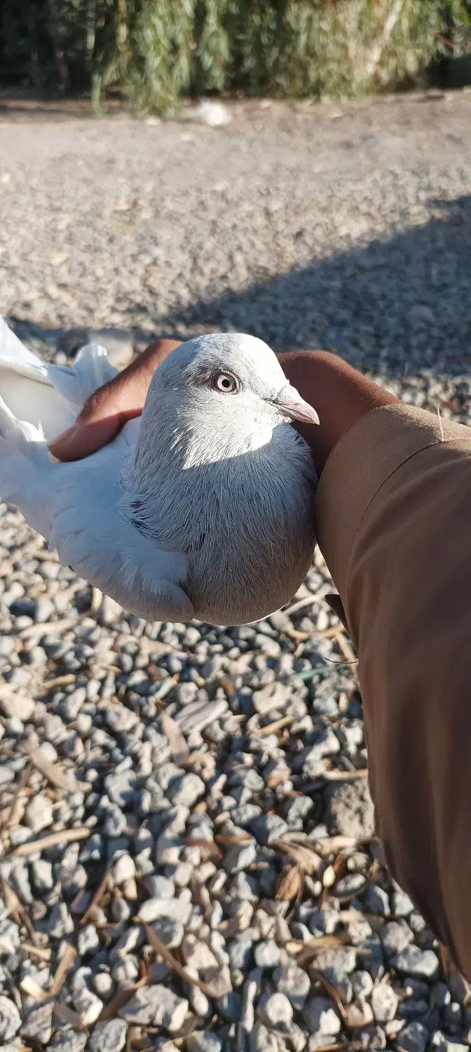 کفتر خال سرخ|پرنده|خاش, |دیوار