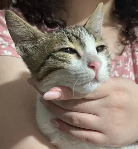 واگذاری سرپرستی گربه پسر|گربه|رشت, گلباغ نماز|دیوار