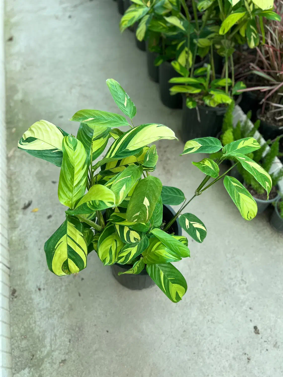 گل مارانتا ابلق در رشت|گل و گیاه طبیعی|رشت, بیجارپس|دیوار