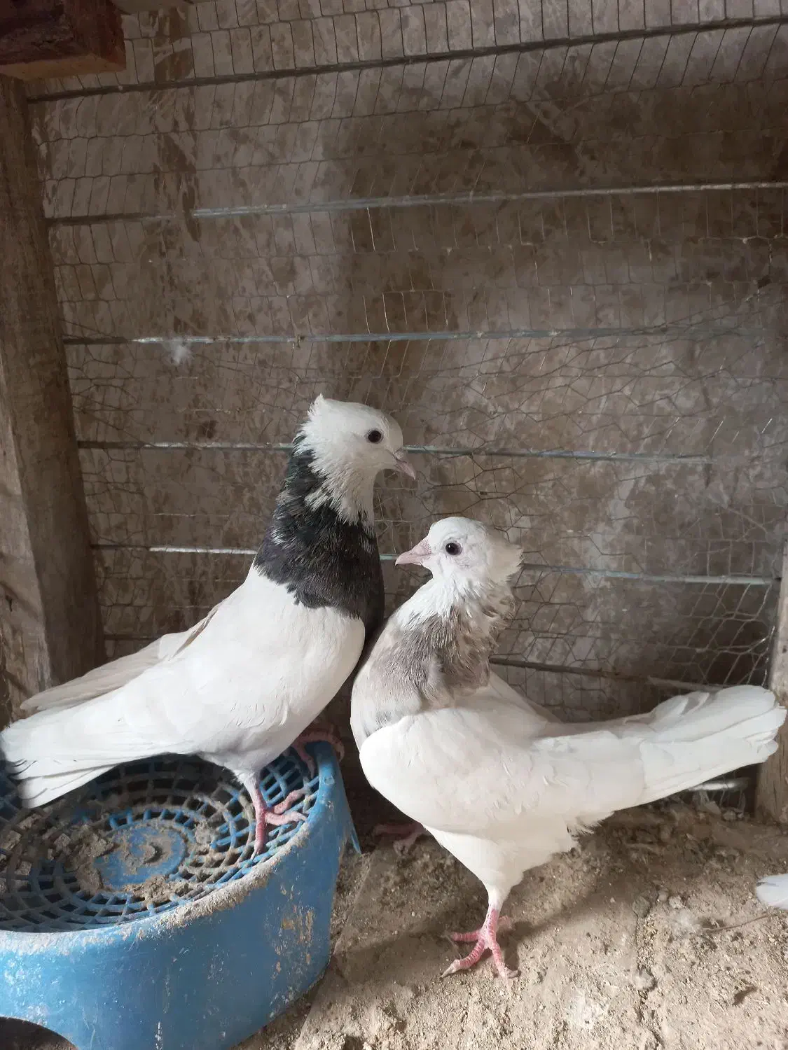 کبوتر طوقی هفت رنگ|پرنده|فردوس (خراسان), |دیوار