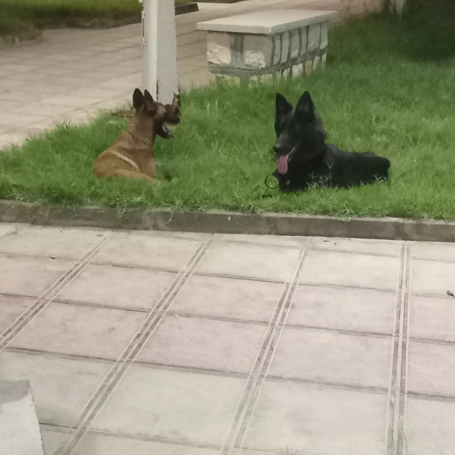 سگ خونگی اوکی|سگ|قشم, |دیوار