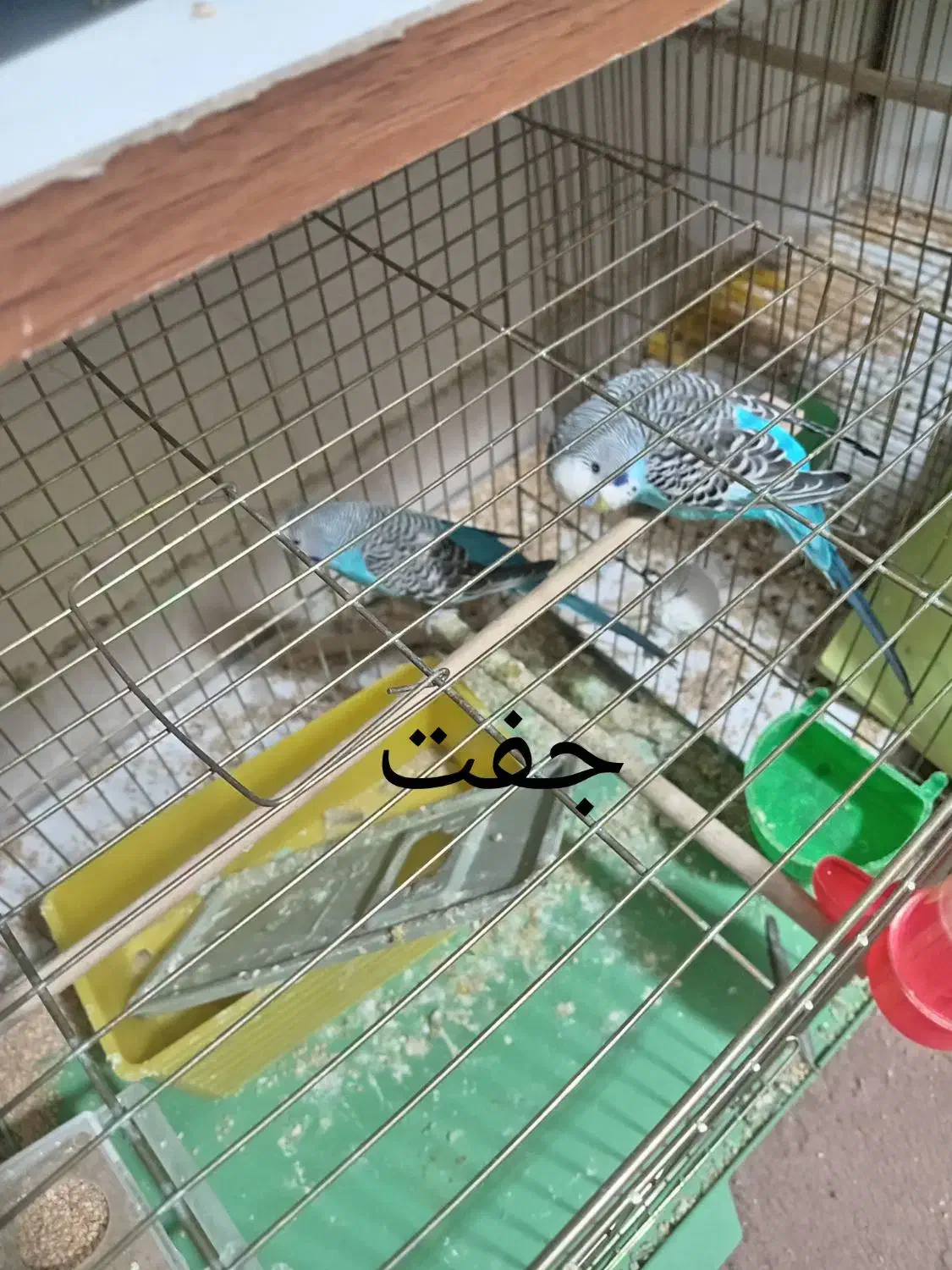 مرغ عشق|پرنده|شهرضا, |دیوار