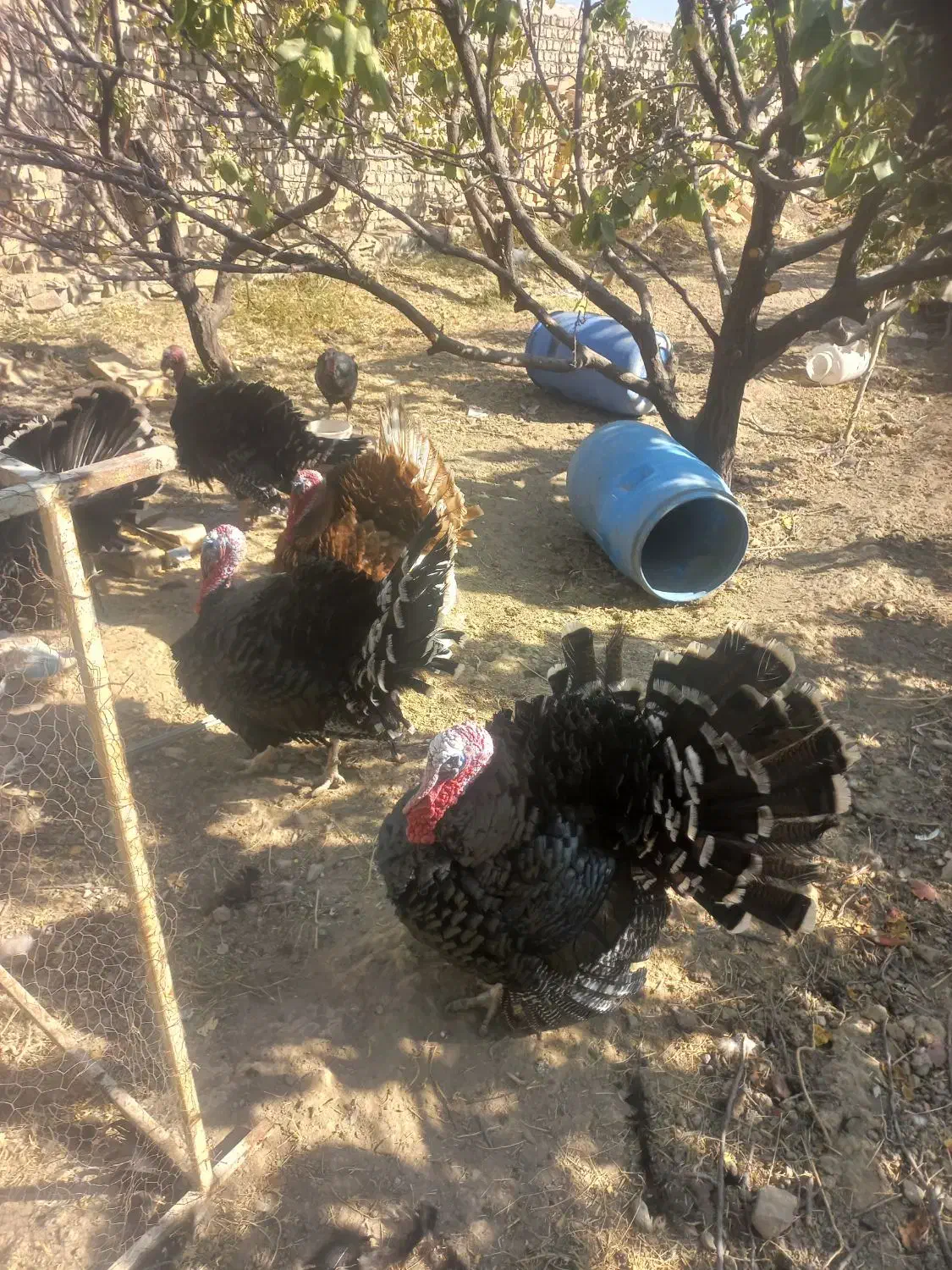 بوقلمون برنز|حیوانات مزرعه|کهک, |دیوار