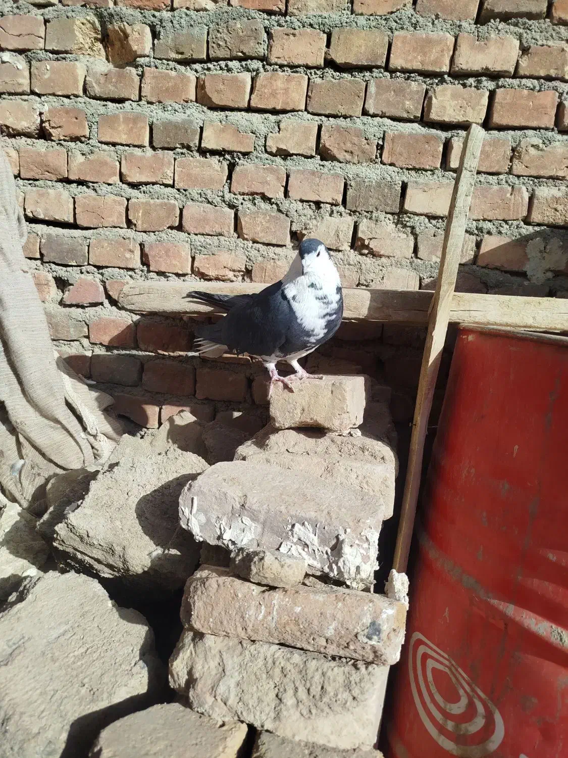 کبوتر|پرنده|زاهدان, |دیوار