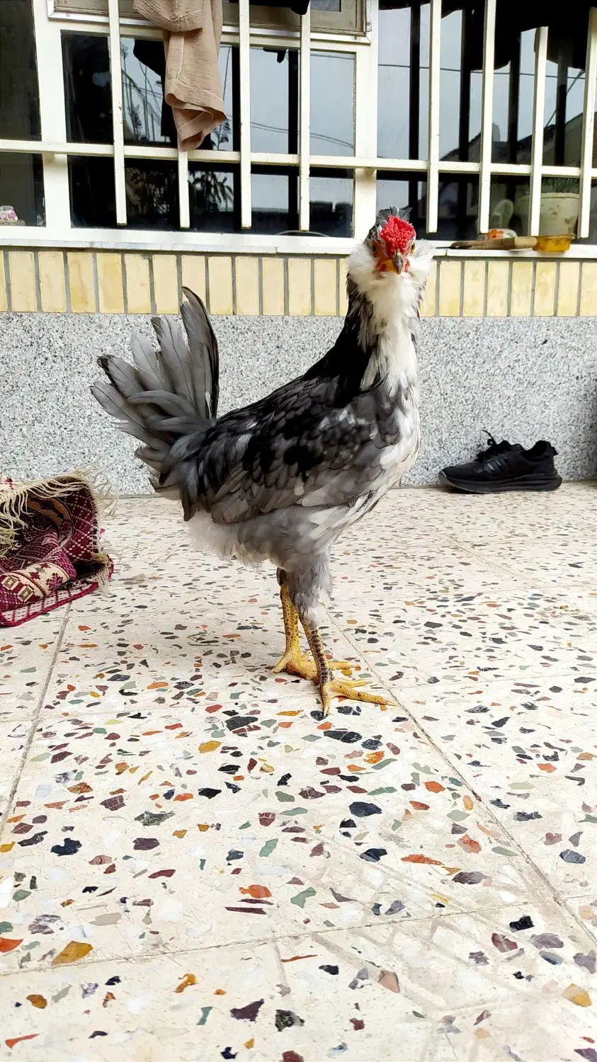 مرغ خروس گلین طوسی|حیوانات مزرعه|فولادشهر, زاینده رود|دیوار