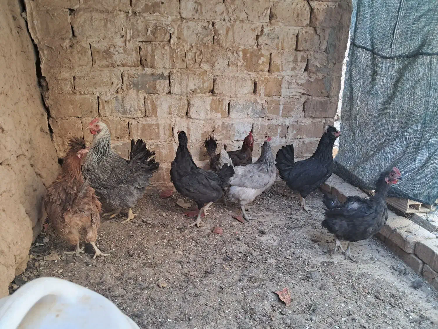 مرغ خانگی|حیوانات مزرعه|اردکان, |دیوار