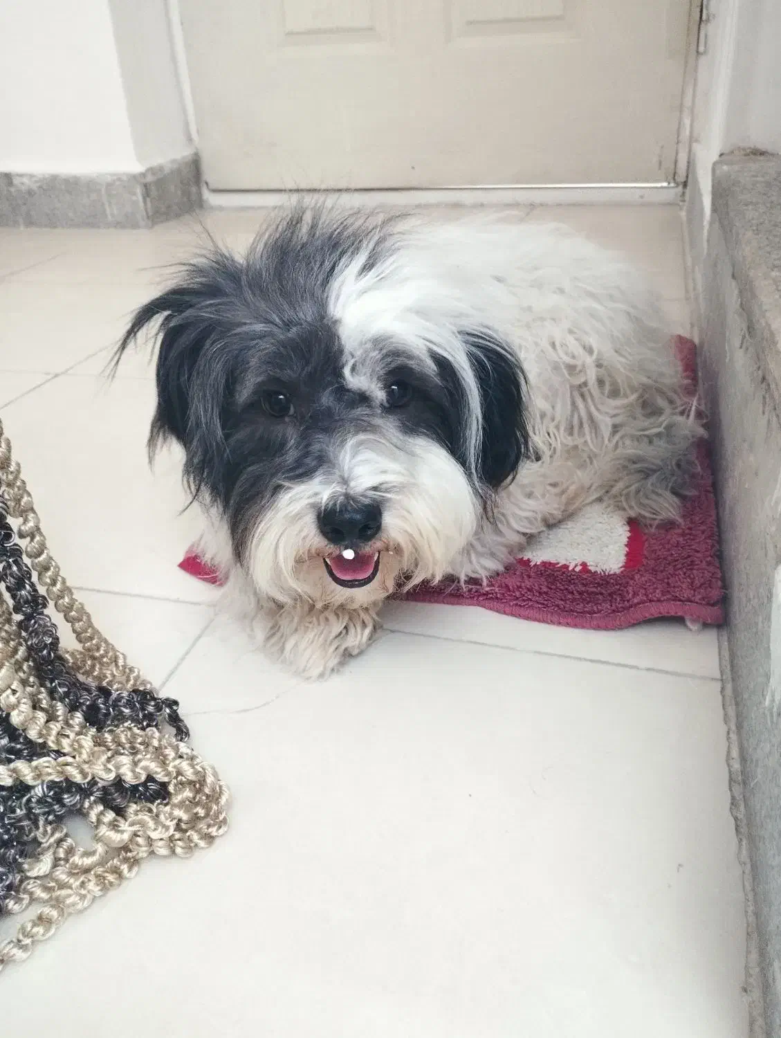 سگ شیتدزو|سگ|تربت‌حیدریه, شهرک ولیعصر|دیوار