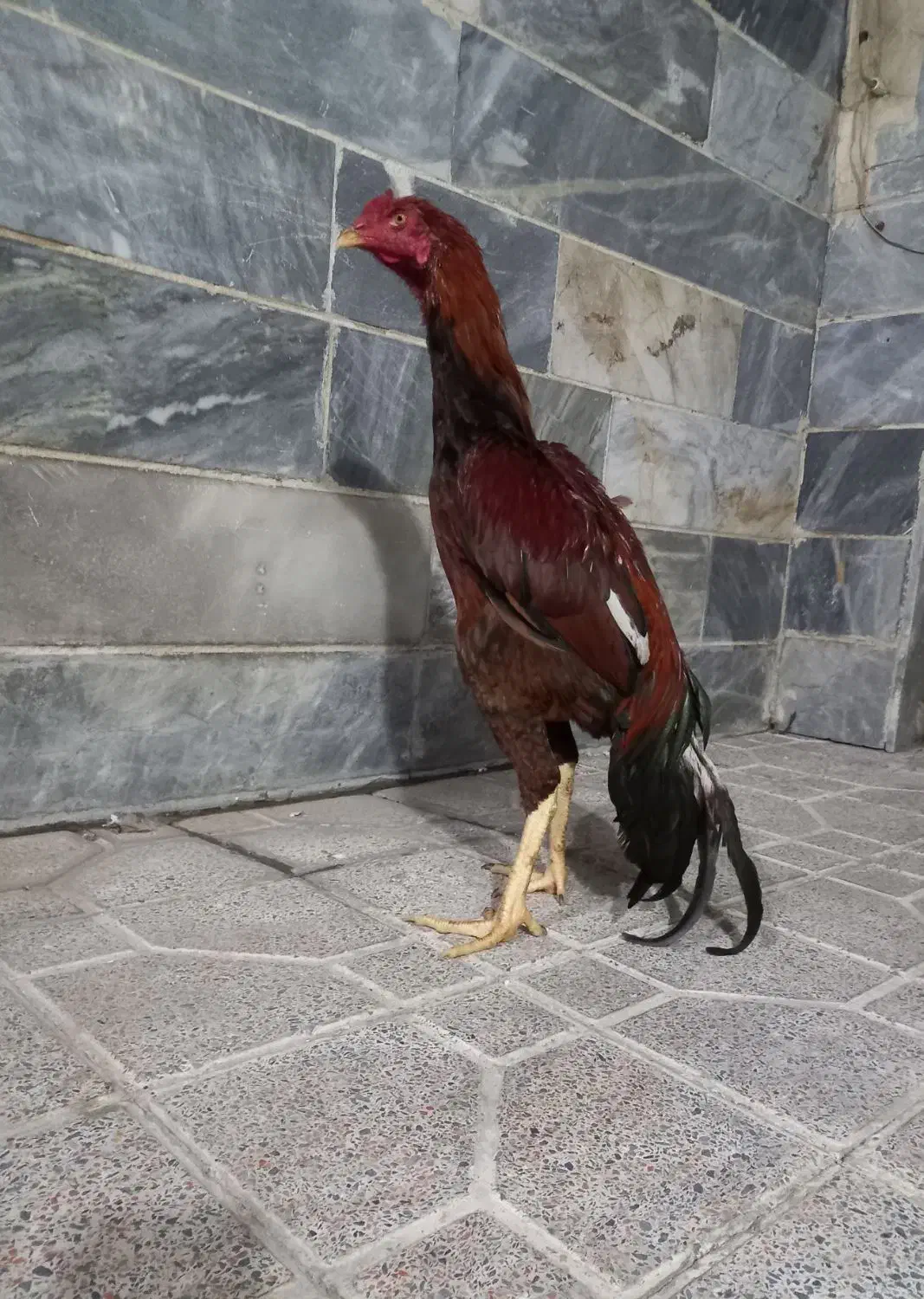 خروس لاری|حیوانات مزرعه|بهارستان, |دیوار