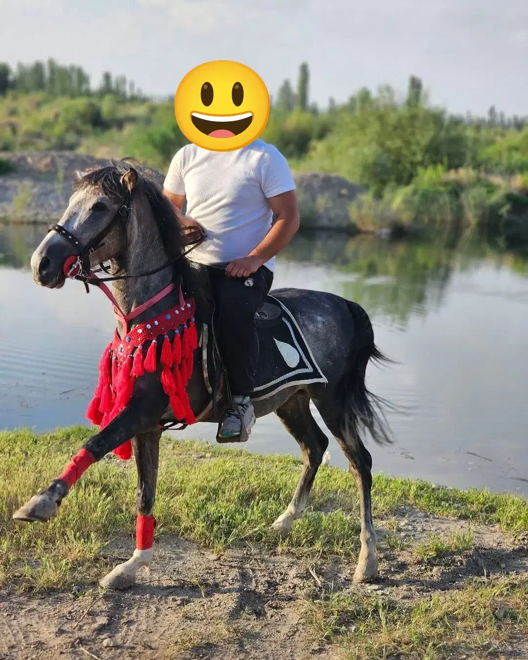 اسب|اسب و تجهیزات اسب‌سواری|میاندوآب, |دیوار