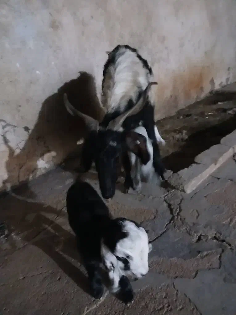 بز جفت یار|حیوانات مزرعه|اهواز, امانیه|دیوار