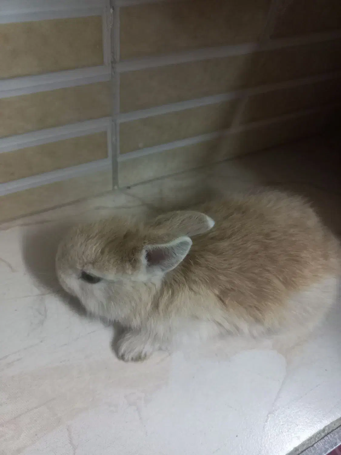 خرگوش ۲۵ روزه|موش و خرگوش|کردکوی, |دیوار