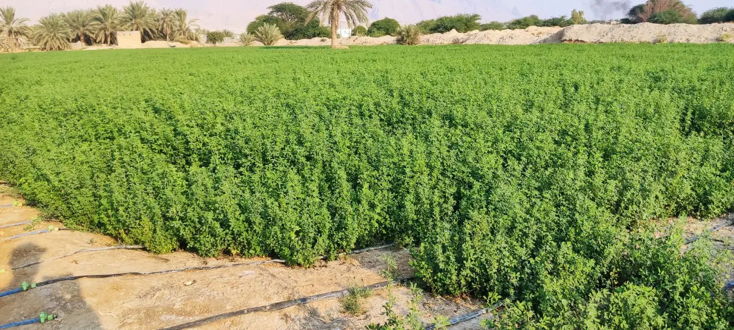 فروش یونجه سبز|خدمات باغبانی و درختکاری|خورموج, |دیوار