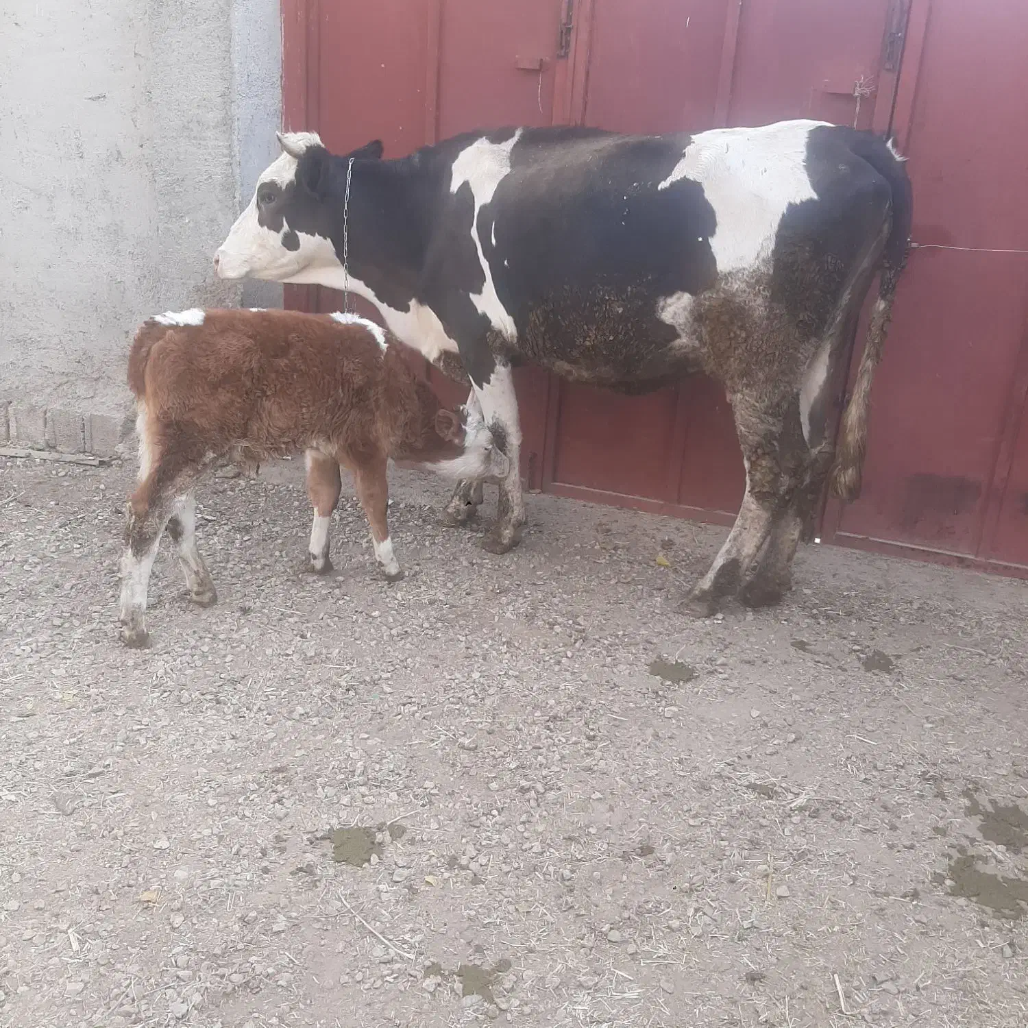 گاو گوساله|حیوانات مزرعه|مرودشت, رامجرد یک|دیوار