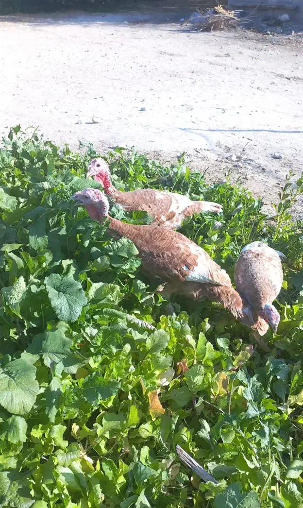 فروش ۶تا بوقلمون بوربورن هشت ماهه|حیوانات مزرعه|قیروکارزین, |دیوار