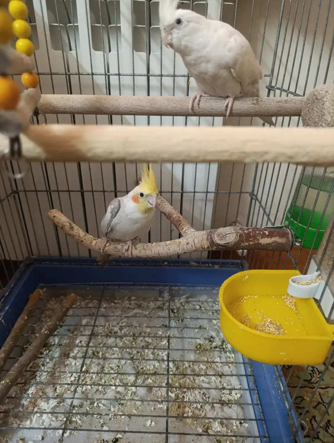 عروس هلندی|پرنده|قم, سالاریه|دیوار