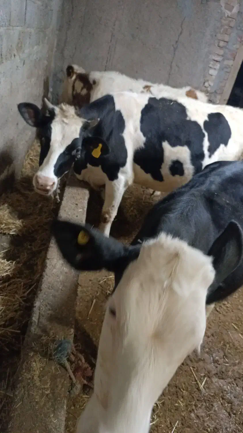 گوساله هلشتاین|حیوانات مزرعه|ویلکیج, |دیوار