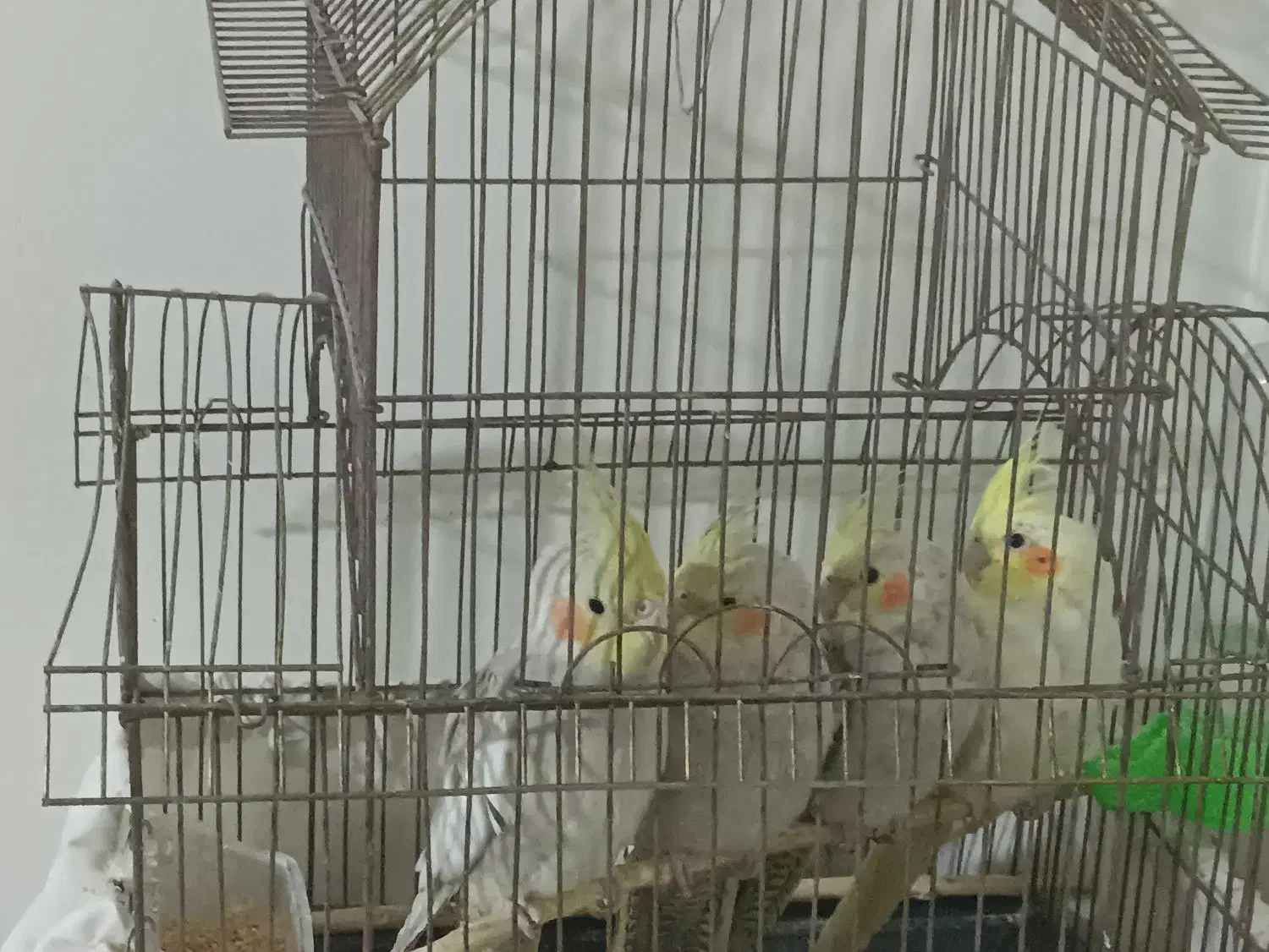 عروس هلندی|پرنده|مشهد, شهید بصیر|دیوار