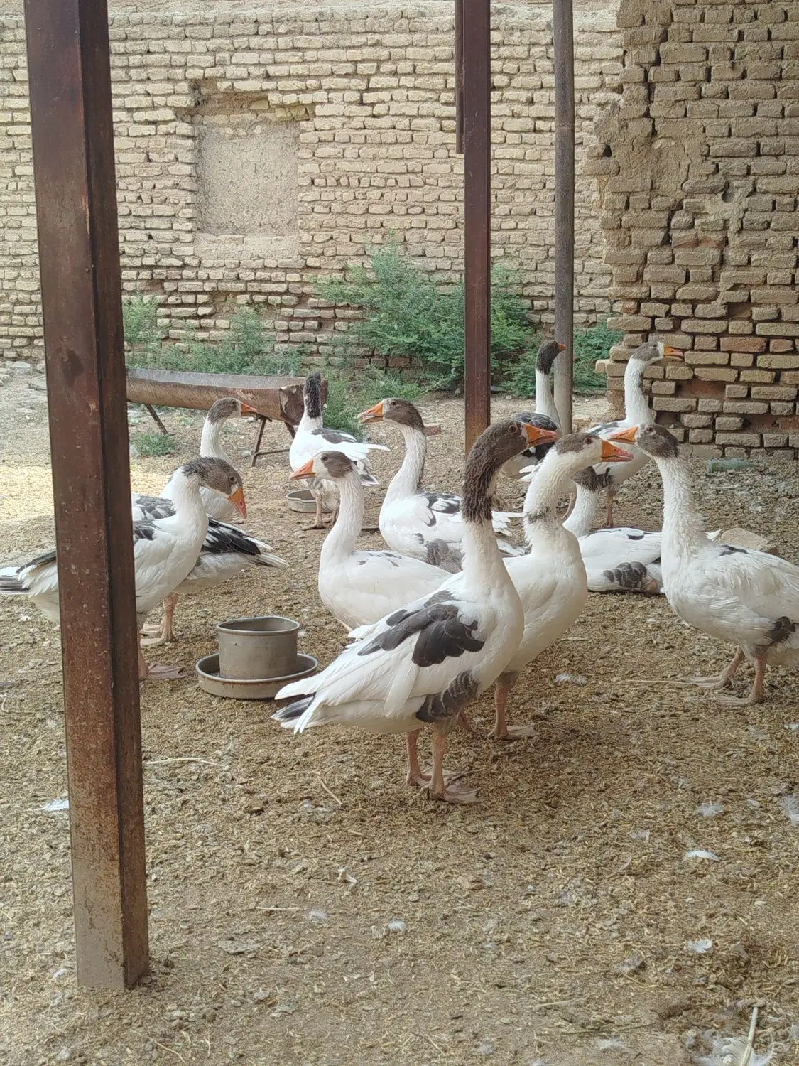 غاز|حیوانات مزرعه|مرودشت, محمد آباد|دیوار