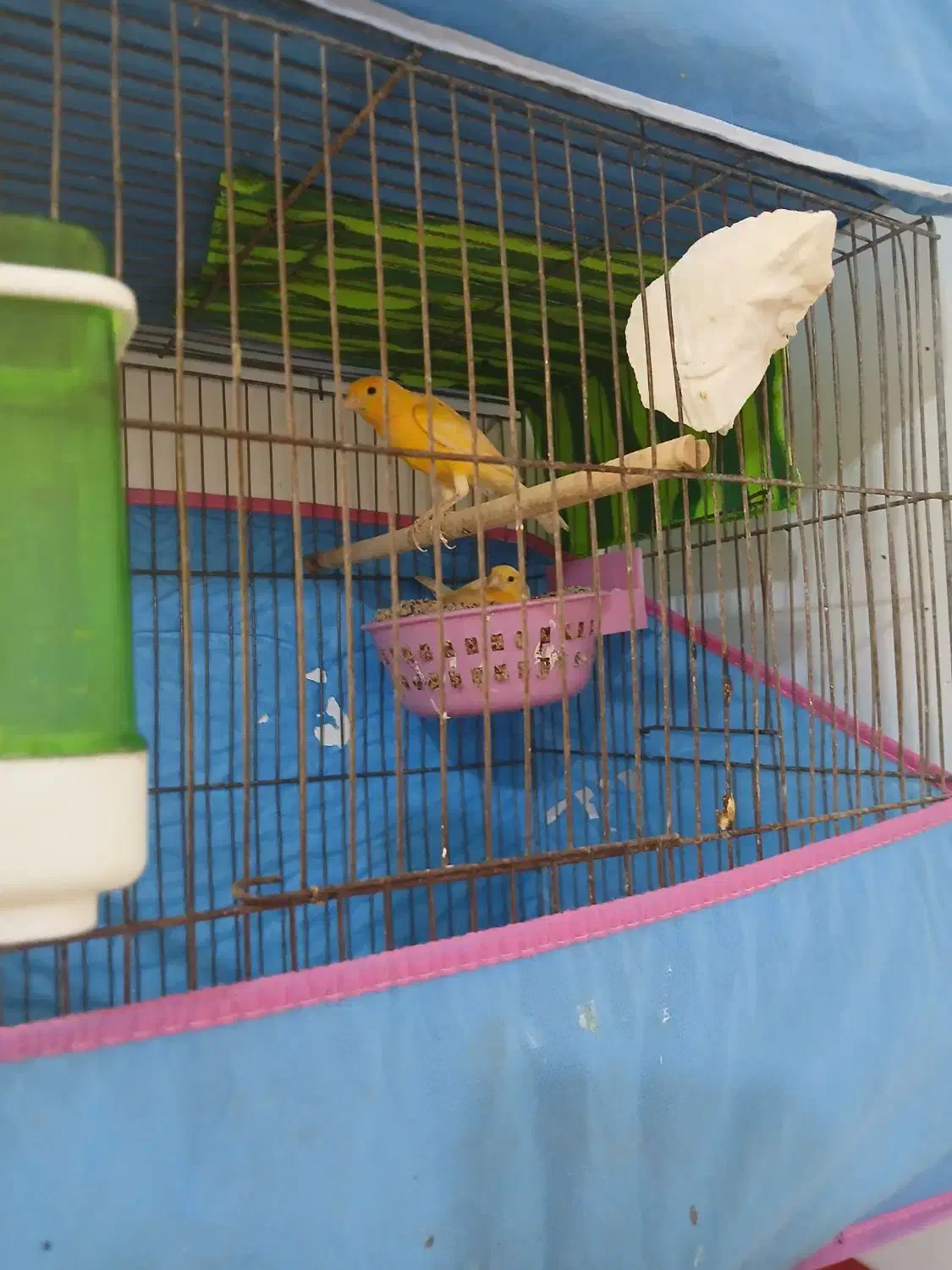 جفت قناری فروشی|پرنده|نطنز, |دیوار