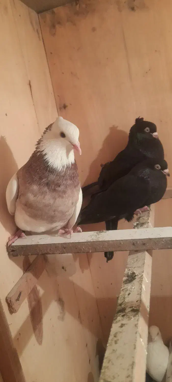 ۴ عدد کبوتر|پرنده|ارومیه, |دیوار