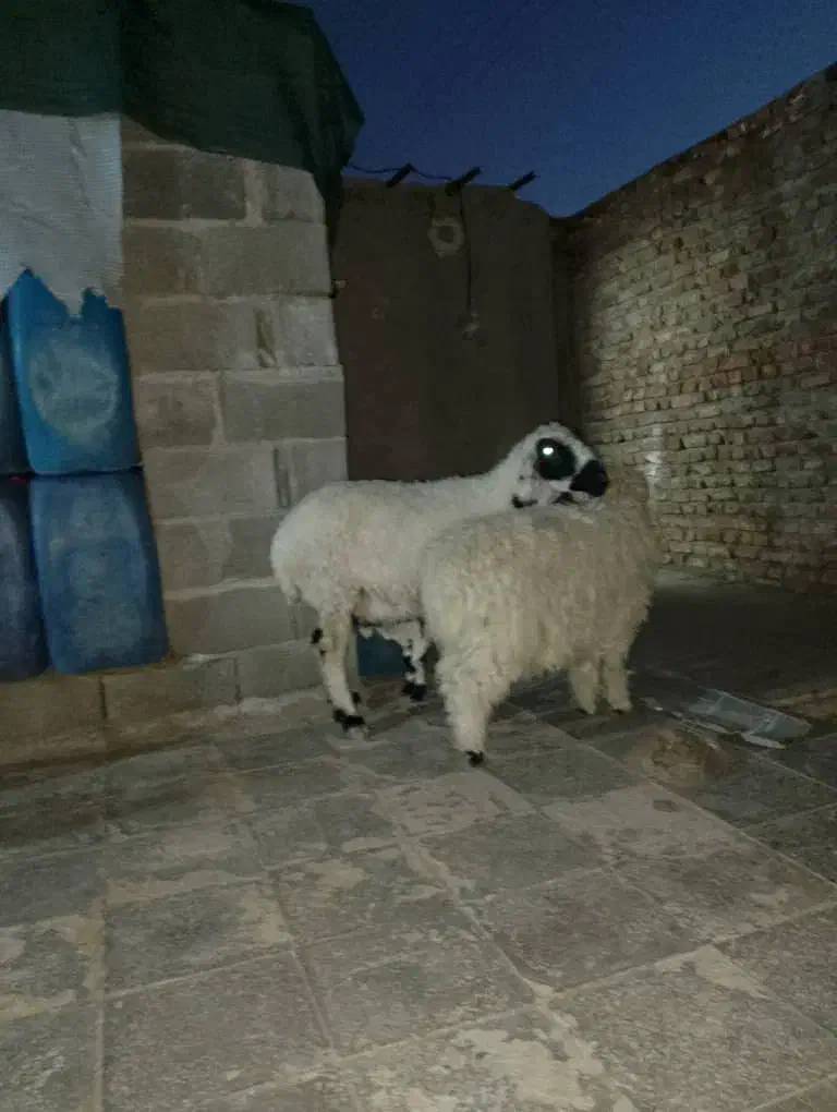 خریدار|حیوانات مزرعه|خاش, |دیوار