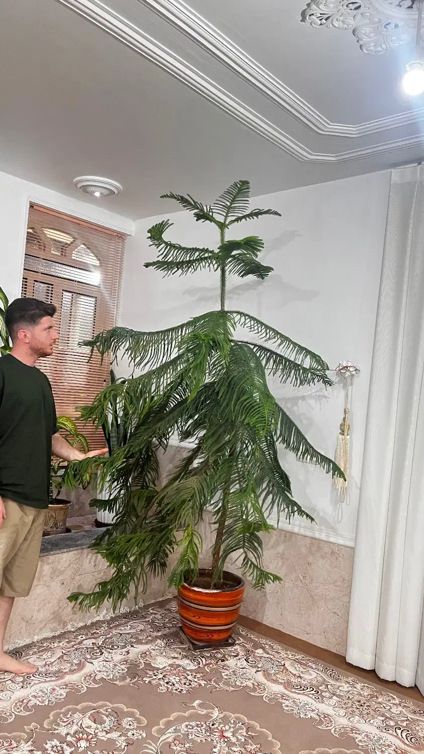 کاج مطبق|گل و گیاه طبیعی|کوهمره, |دیوار