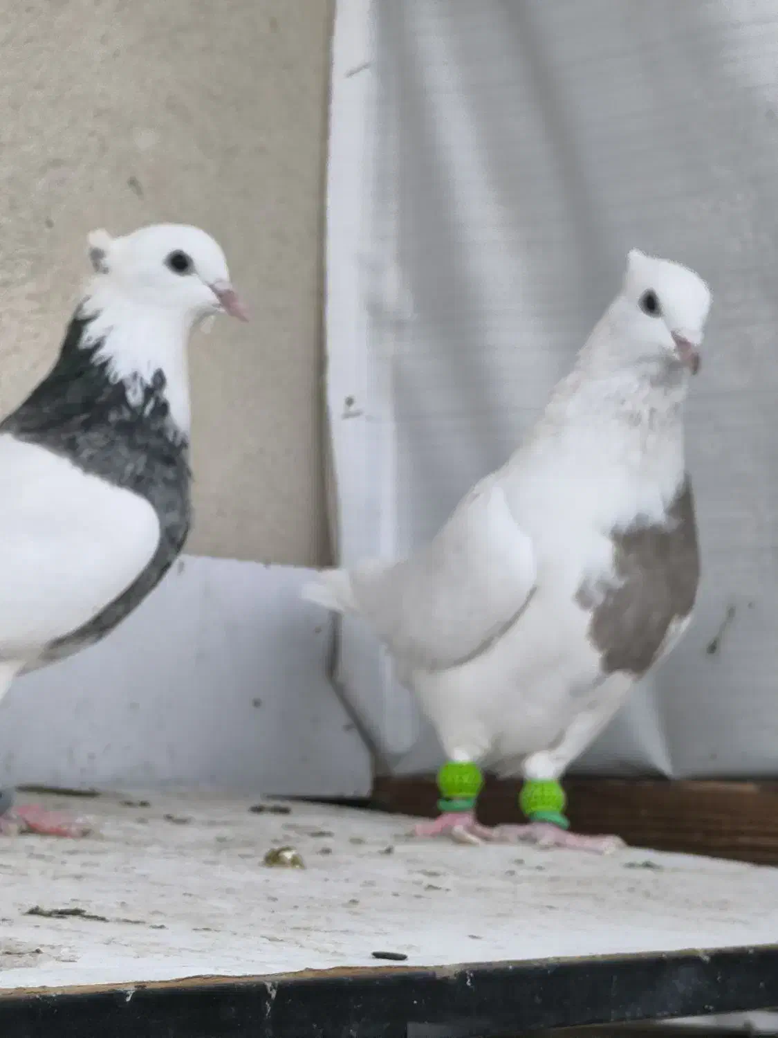 جفت طوقی ماده|پرنده|تاکستان, |دیوار