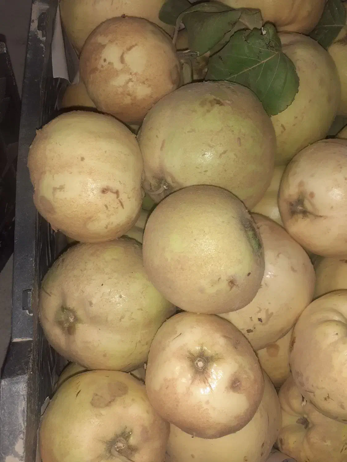 به درجه یک ارگانیک وخوشمزه وآبدار|خوردنی و آشامیدنی|شیراز, دوکوهک|دیوار