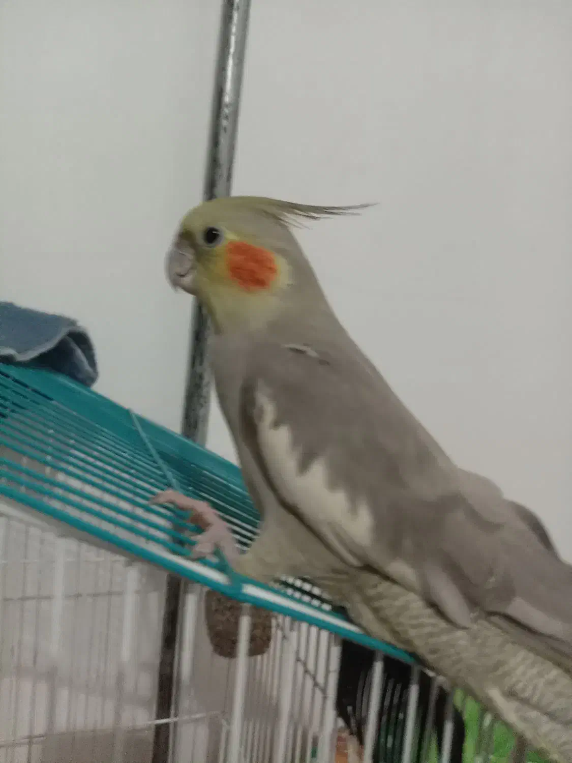 عروس هلندی کفتر|پرنده|تربت جام, شهرک معلم|دیوار