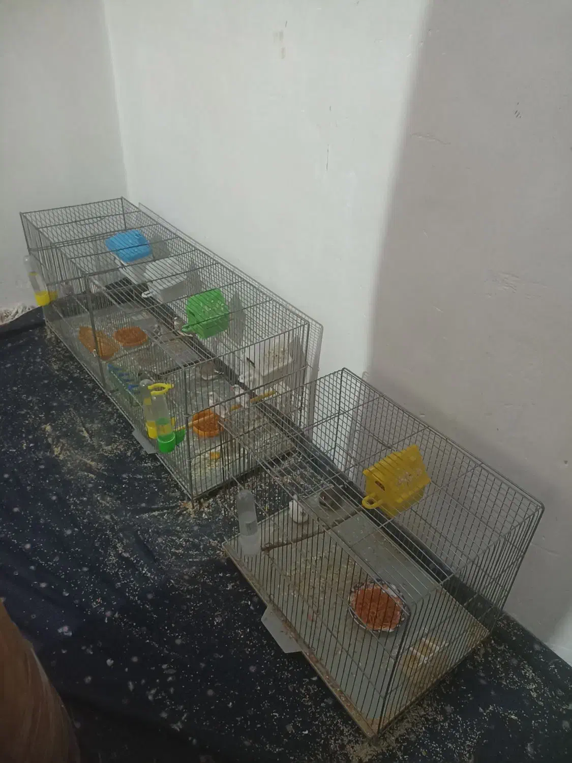 فنچ|پرنده|قروه, |دیوار