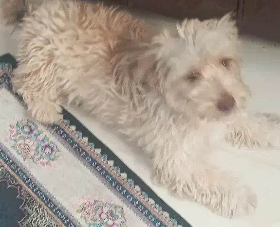 سگ شیتزو|سگ|نیشابور, ۲۲ بهمن|دیوار