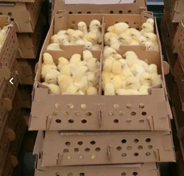 جوجه گوشتی راس|حیوانات مزرعه|قم, نیروگاه|دیوار