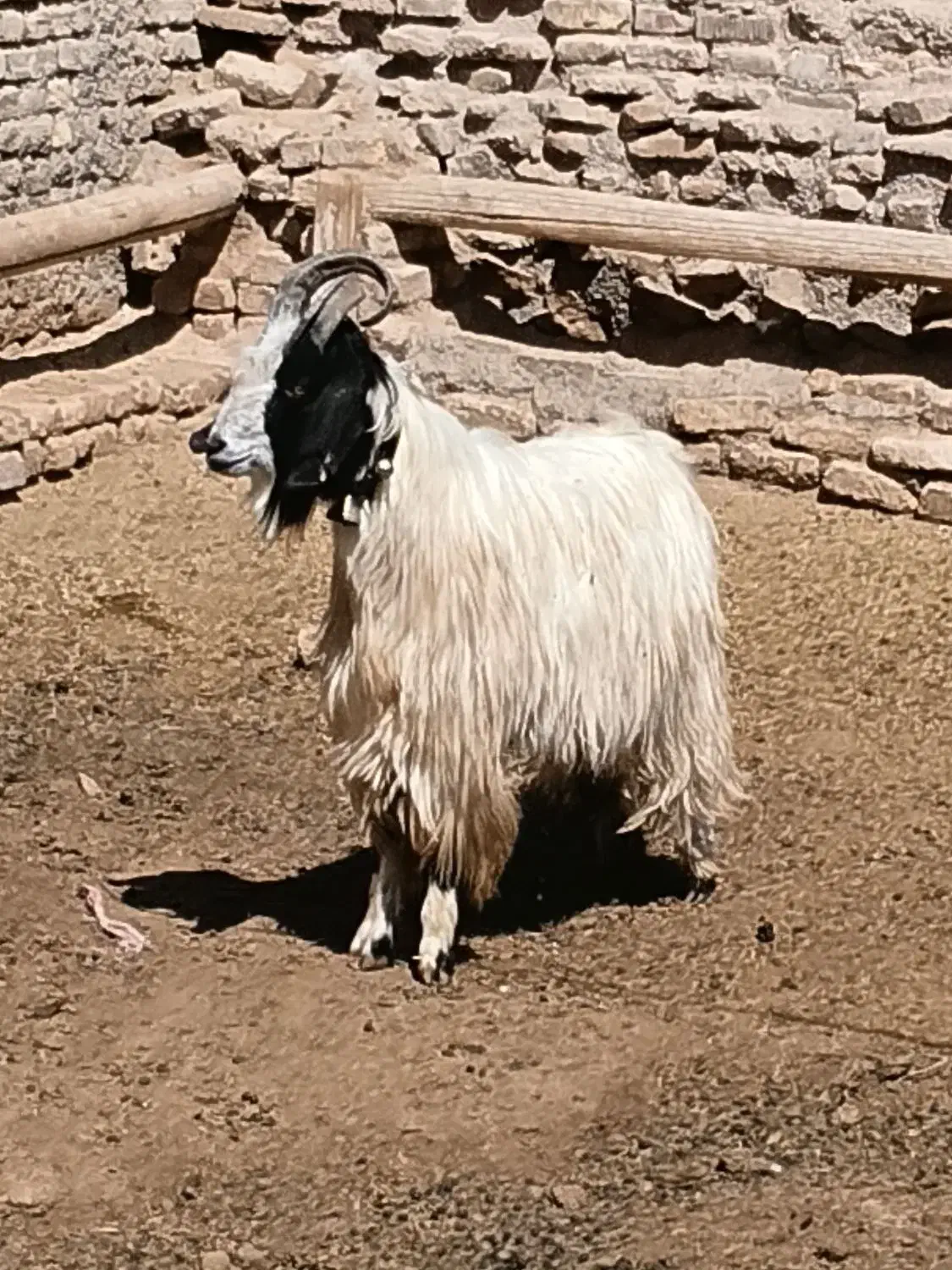 نربز|حیوانات مزرعه|مشهد, كنويست|دیوار