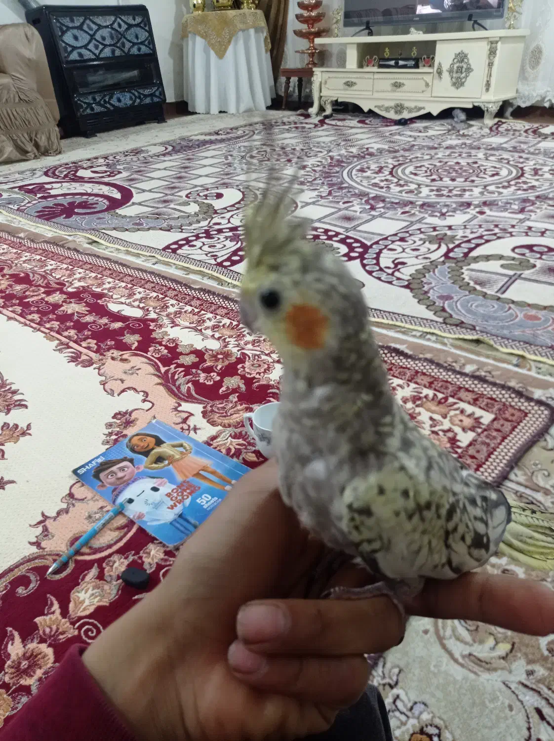 مرغ عشق نرو ماده ۳ عدد تخم مرغ|پرنده|اردبیل, |دیوار