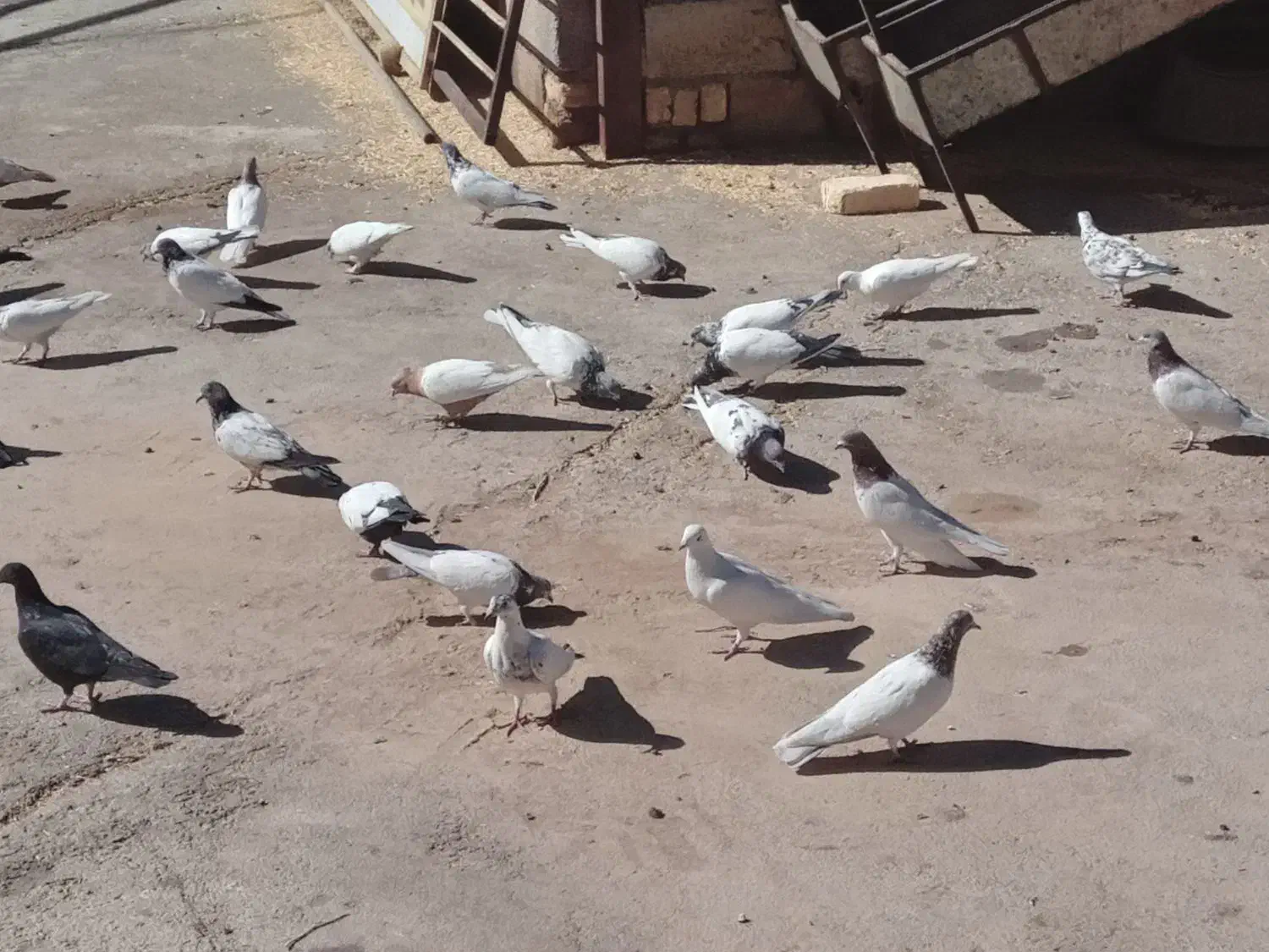 کبوتر|پرنده|ازنا, |دیوار