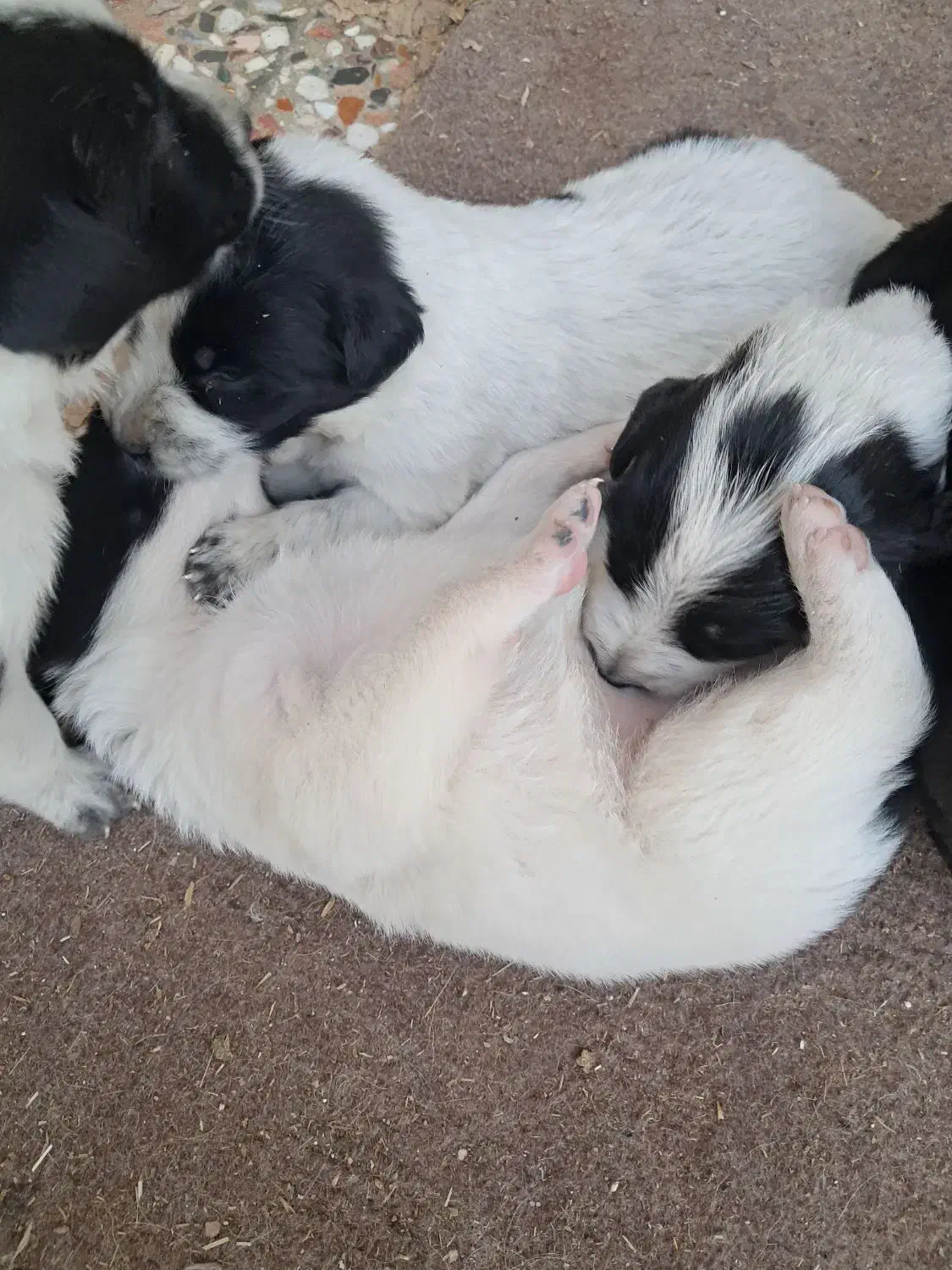 فروش سگ|سگ|امیدیه, |دیوار