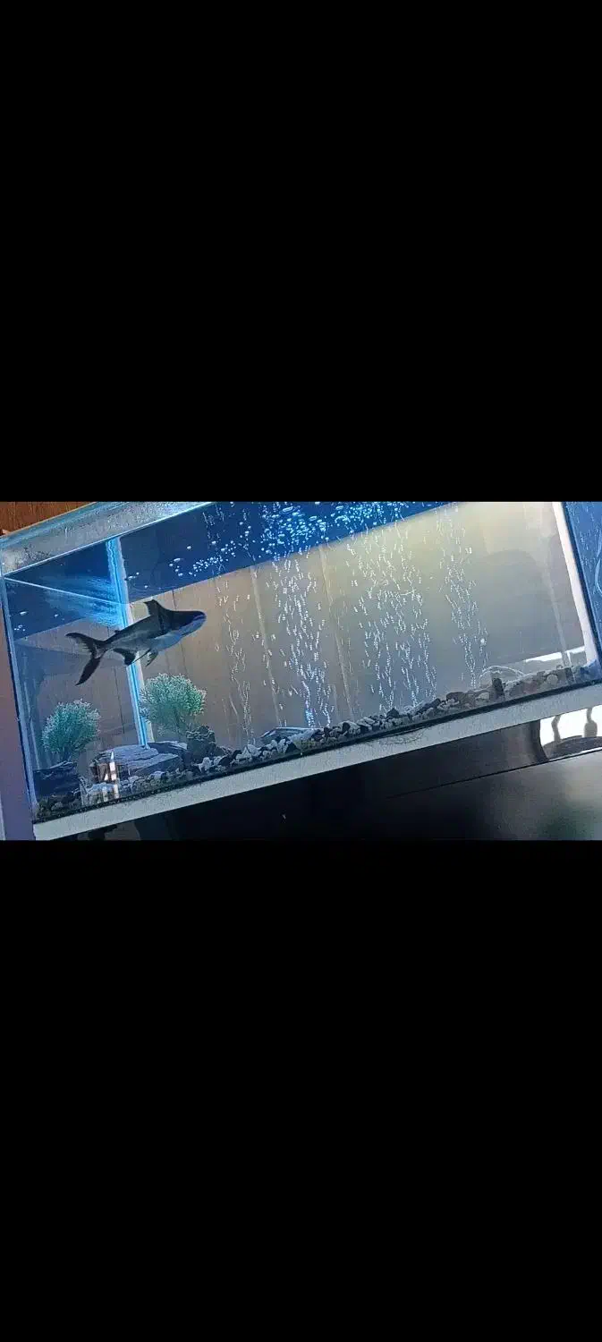 اکواریوم|لوازم جانبی حیوانات|کرمان, |دیوار